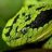 greensnake