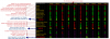17-indic.png
