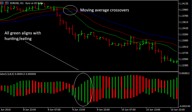 Bill Williams' Gator Oscillator Example of a Hunting Signal